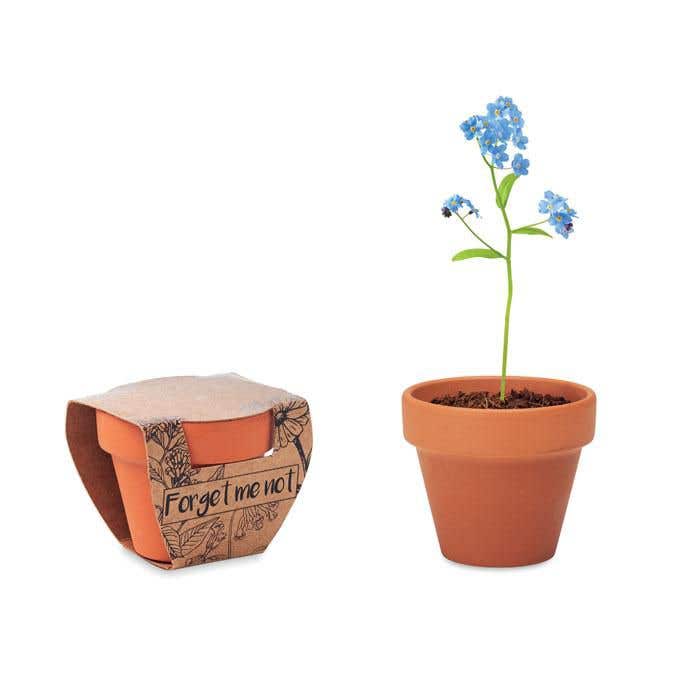 Bloempotje Forget me not