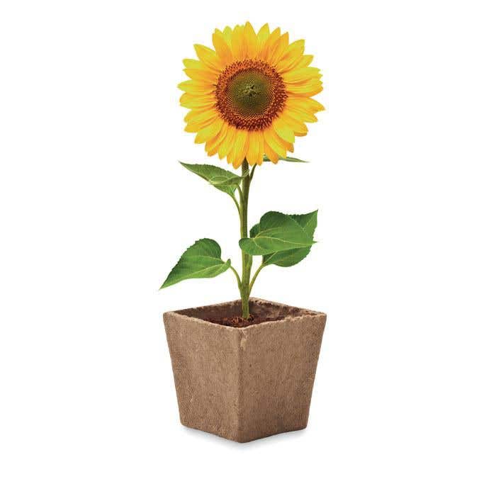 kweekset Sunflower Kit