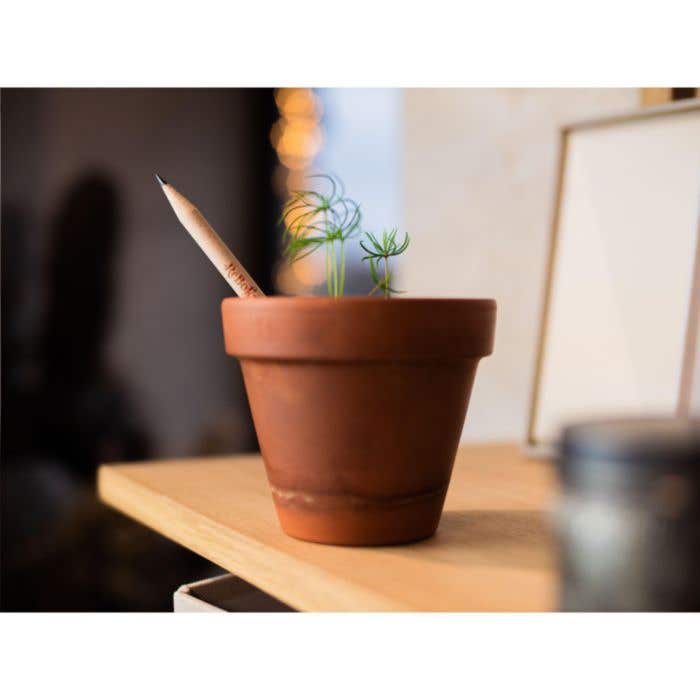 Crayon | Plantable | Avec graines