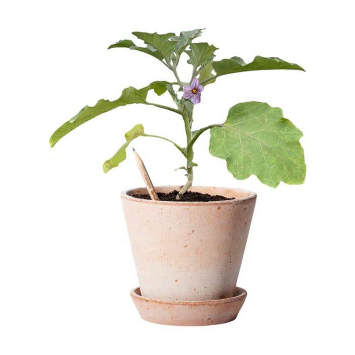 Potlood | Plantbaar | Met zaadjes