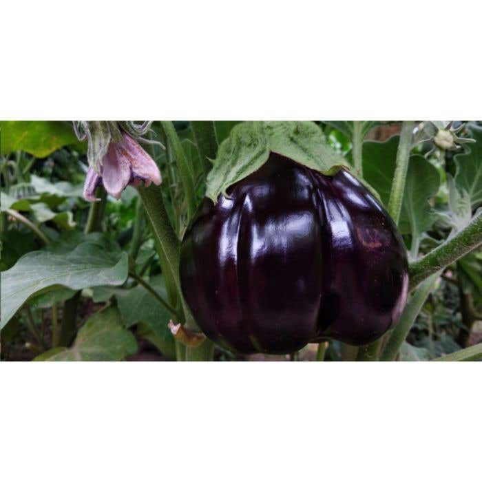 Crayon Sproutworld | Plantable | Avec graines