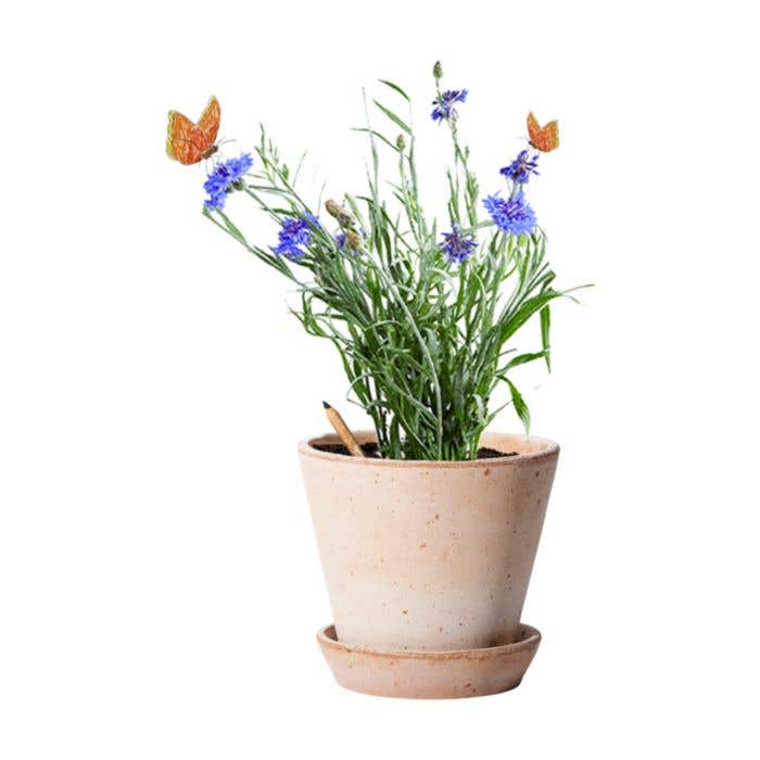 Sproutworld Potlood | Ongeslepen