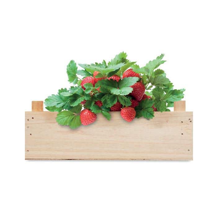 Kweekset Strawberry