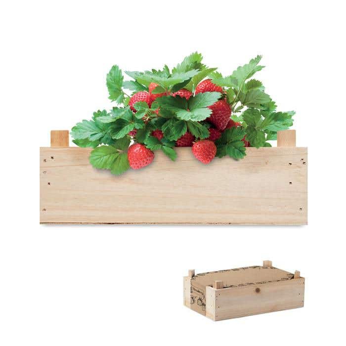 Kweekset Strawberry