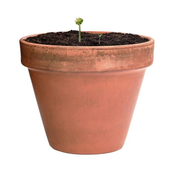 Bloemenzakje Mussox Flowers